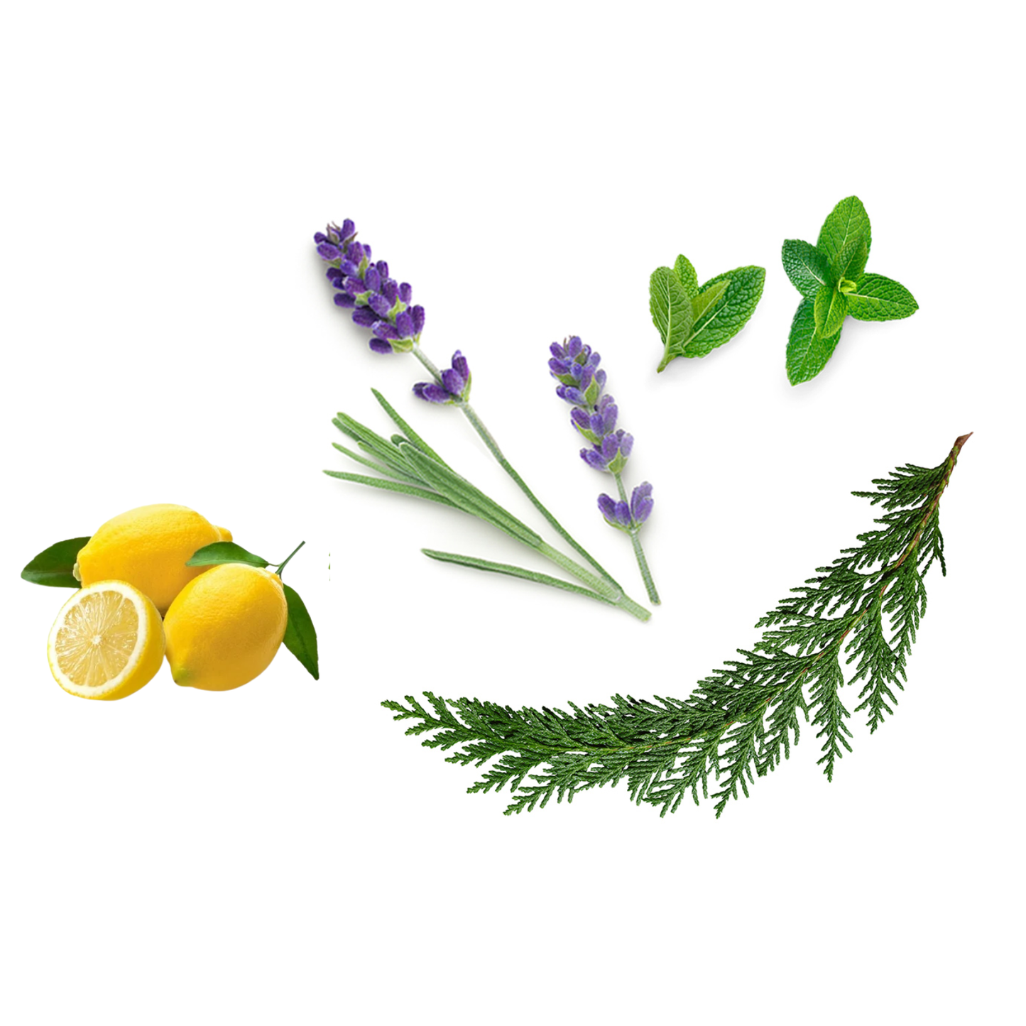 Essenze Profumate per Sauna 1 L